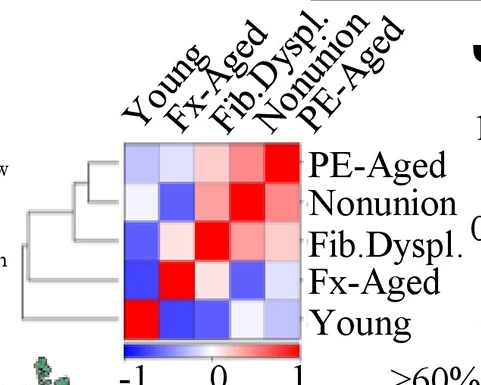 Open access visualization of Heatmap, Clustered, Correlation Matrix, hSSCs, Donor Groups