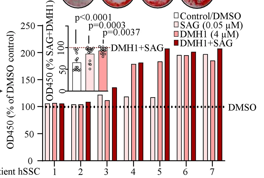 Open access visualization of Bar Plot, Scatter Plot, In Vitro Osteogenic Assays, Small Molecule Treatments, hSSCs