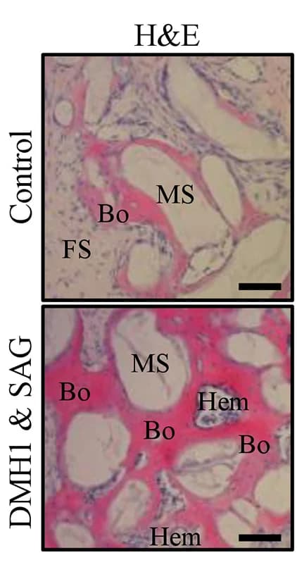 Open access visualization of Microscopy, H&E Staining, Graft Sections, Matrix Scaffold, Bone