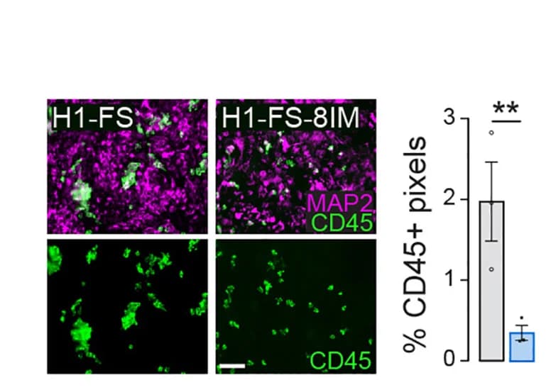 Open access visualization of Bar Plot, Error Bars, Microscopy, Photomicrographs, MAP2+ Neurons