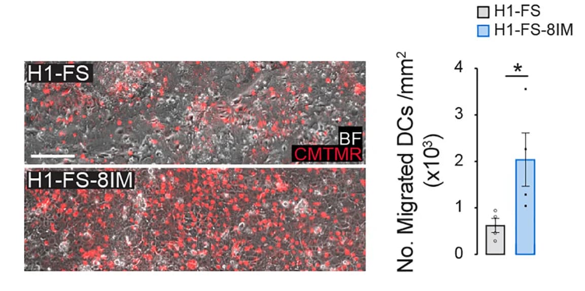 Open access visualization of Bar Plot, Error Bars, Microscopy, Photomicrographs, CMTMR-Labeled DCs