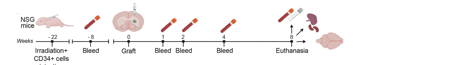 Open access visualization of Workflow, Illustration, NSG Humanized Mice, CD34+ Cord Blood Cells, Humanization