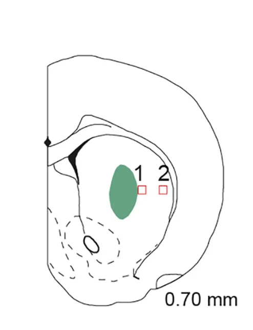 Open access visualization of Illustration, Astrocytes, Microglia, Graft-Host Border, Field of View