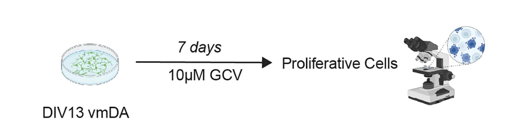Open access visualization of Workflow, vmDA Progenitor Cultures, Ganciclovir, HSV-TK Suicide Gene