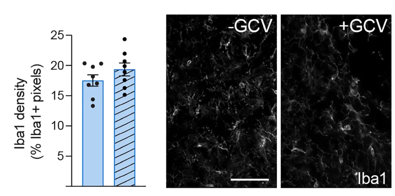 Open access visualization of Bar Plot, Error Bars, Microscopy, Scatter Plot, Iba1+ Microglia