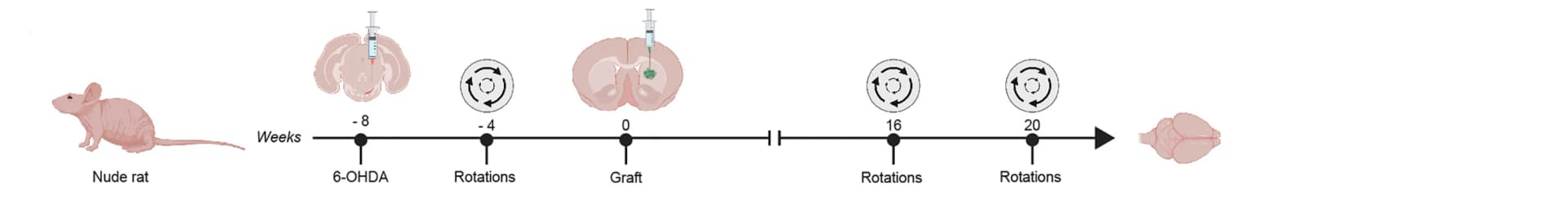 Open access visualization of Workflow, Illustration, 6-OHDA Lesioning, Neural Transplantation, Functional Assessment