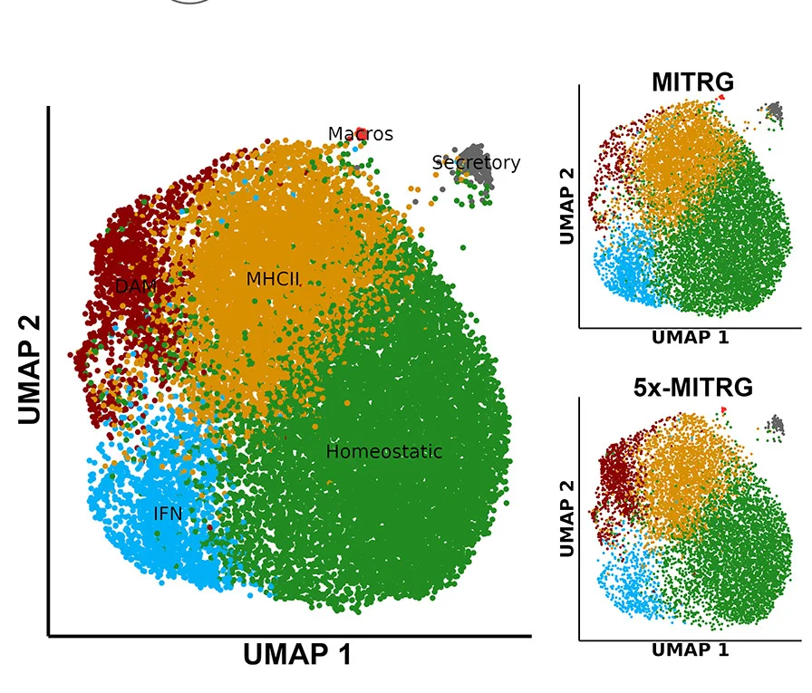 Open access visualization of Scatter Plot, UMAP, Human Microglia, Mouse