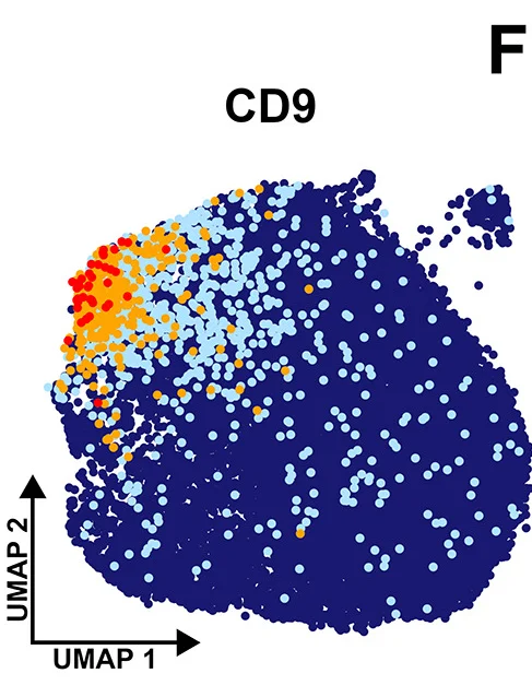 Open access visualization of Scatter Plot, UMAP, CD9, Clusters