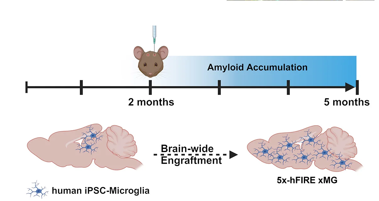 Open access visualization of Workflow, Illustration, Transplantation, CNS, Engraftment