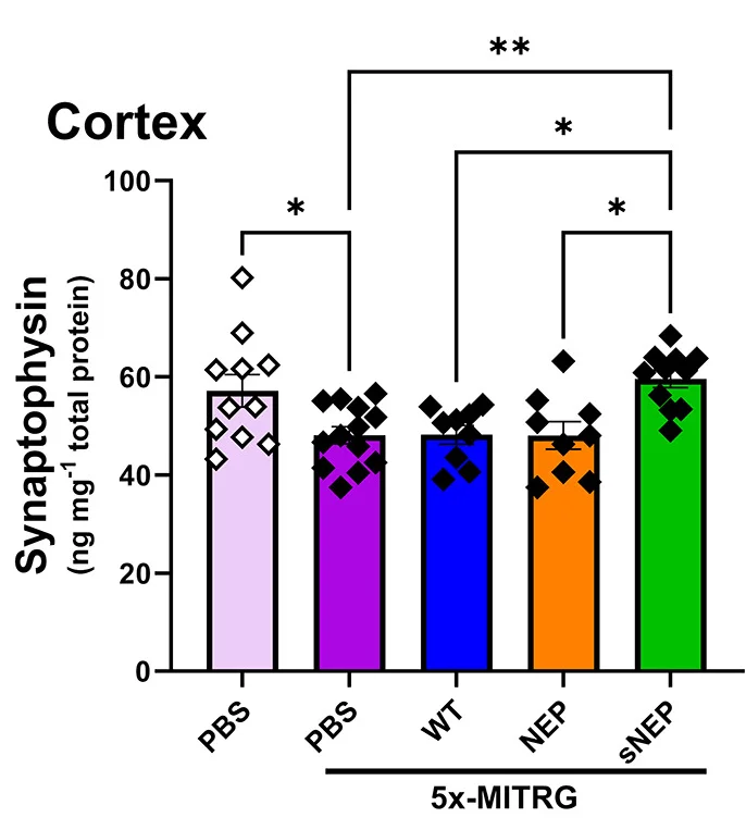 Open access visualization of Bar Plot, Error Bars, Scatter Plot, ELISA, Synaptophysin