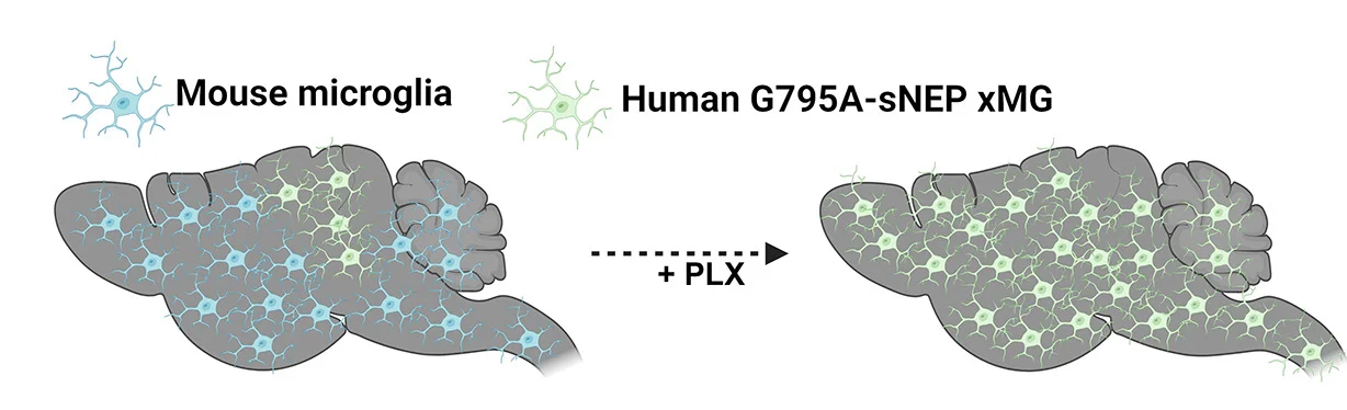 Open access visualization of Illustration, Workflow, Microglia Replacement, CNS
