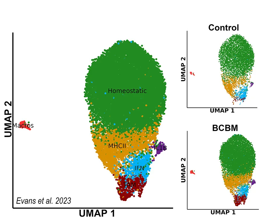 Open access visualization of Scatter Plot, UMAP, UMAP Plots, Human xMG, Control Mice