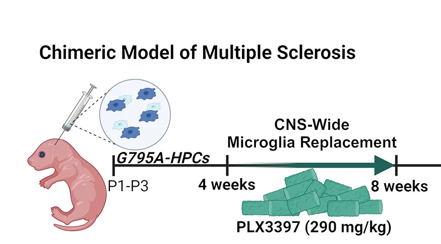 Open access visualization of Workflow, Illustration, Microglial Progenitor Transplantation, CNS Microglia Replacement, MS-Mouse Model