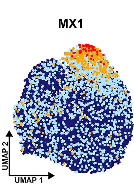 Open access visualization of Scatter Plot, UMAP, MX1 Expression, Cell Clusters