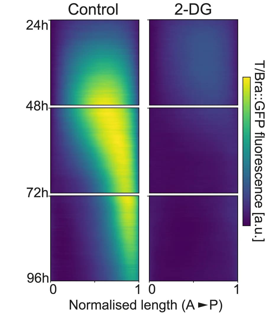 Open access visualization of Heatmap, Kymographs, Control, 2-DG-treated Gastruloids, T/Bra::GFP Expression