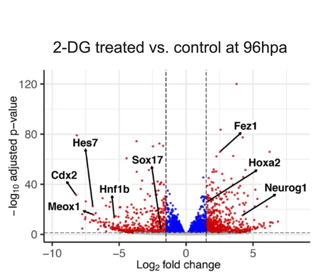 Open access visualization of Volcano Plot, Differentially Expressed Genes, 2-DG-treated Gastruloids, Control Gastruloids, RNA-seq
