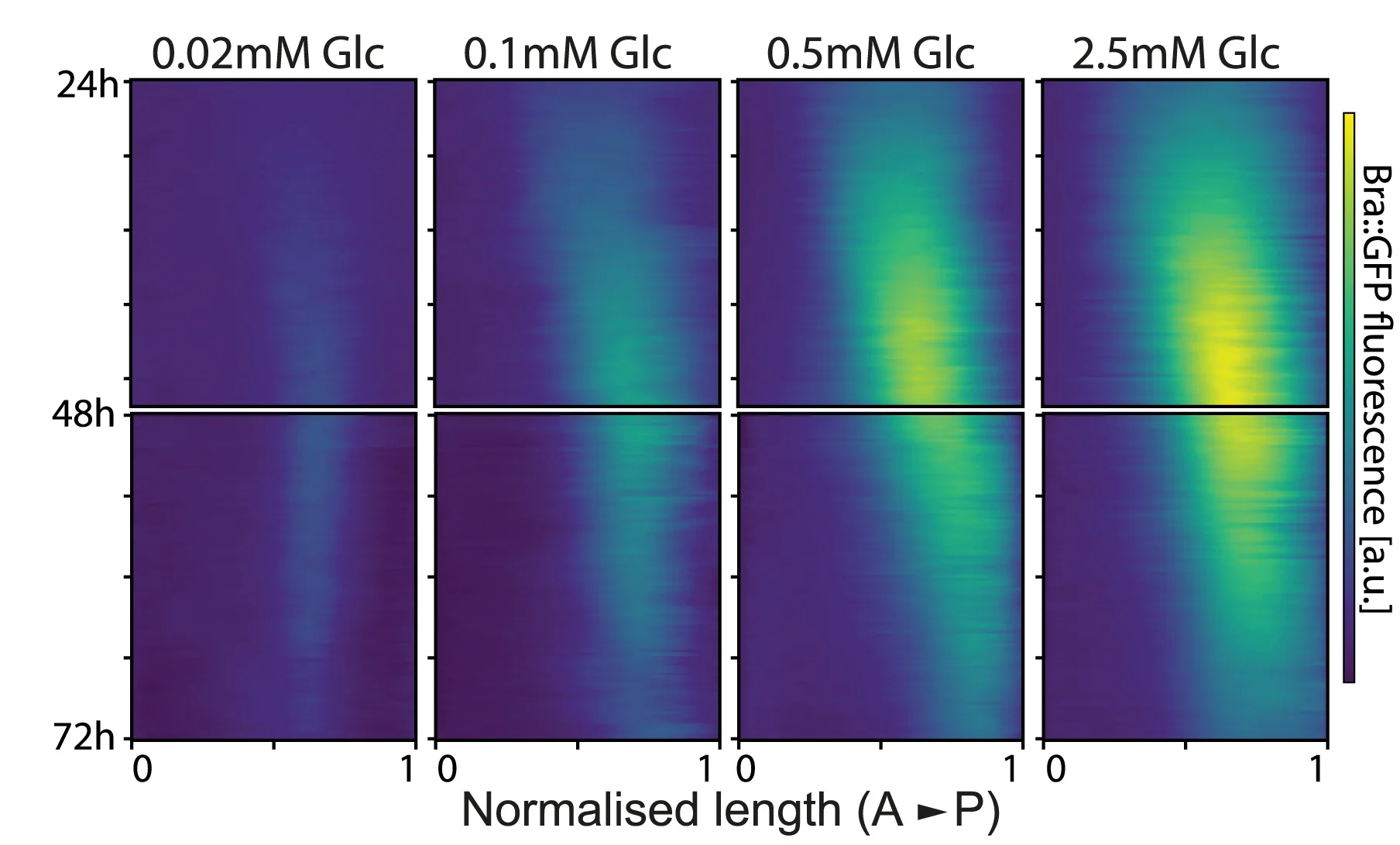 Open access visualization of Heatmap, T/Bra::GFP Intensity, Gastruloids, Glucose Concentrations, Kymographs