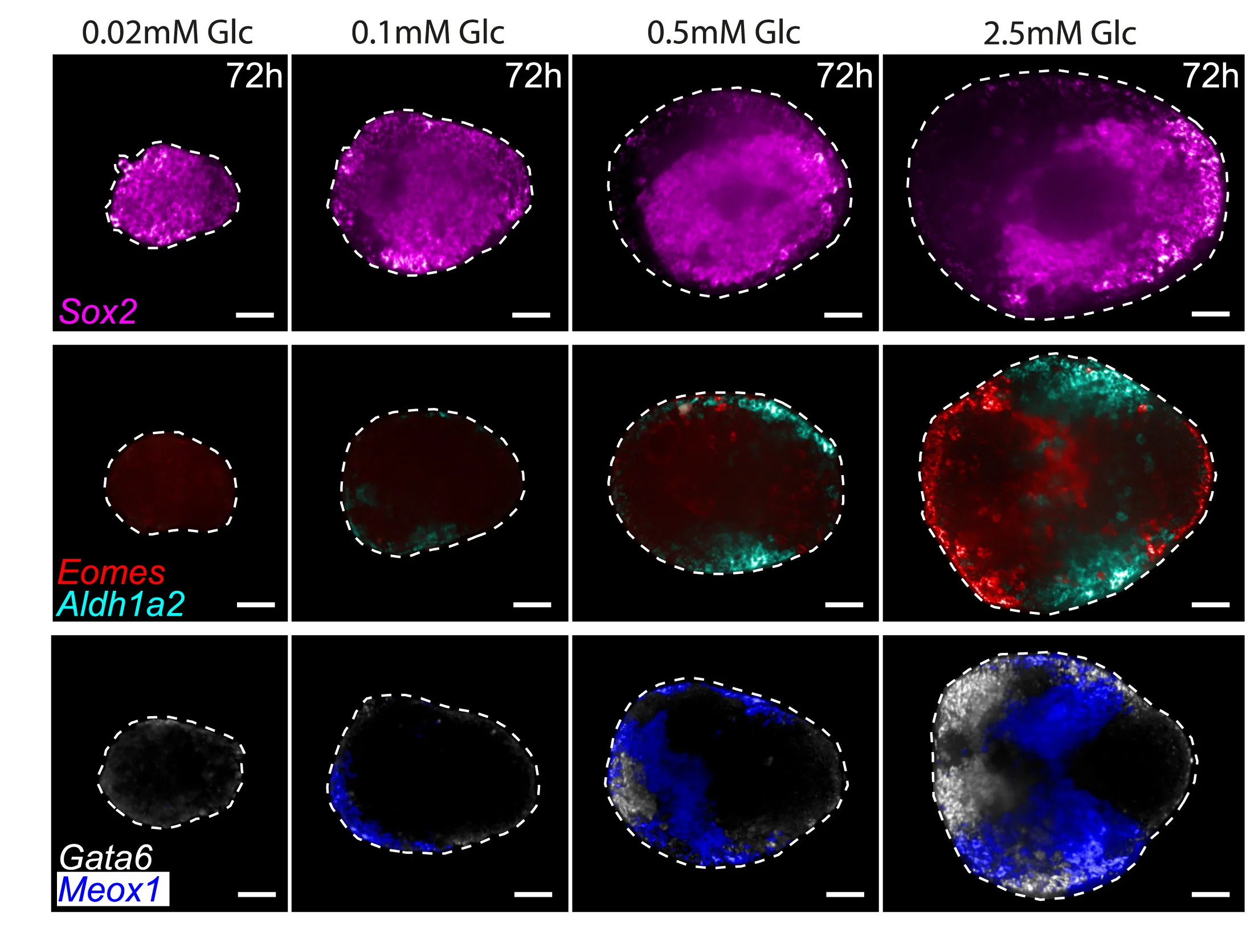 Open access visualization of Microscopy, Germ Layer Marker Expression, Gastruloids, Glucose Concentrations, Confocal Slices