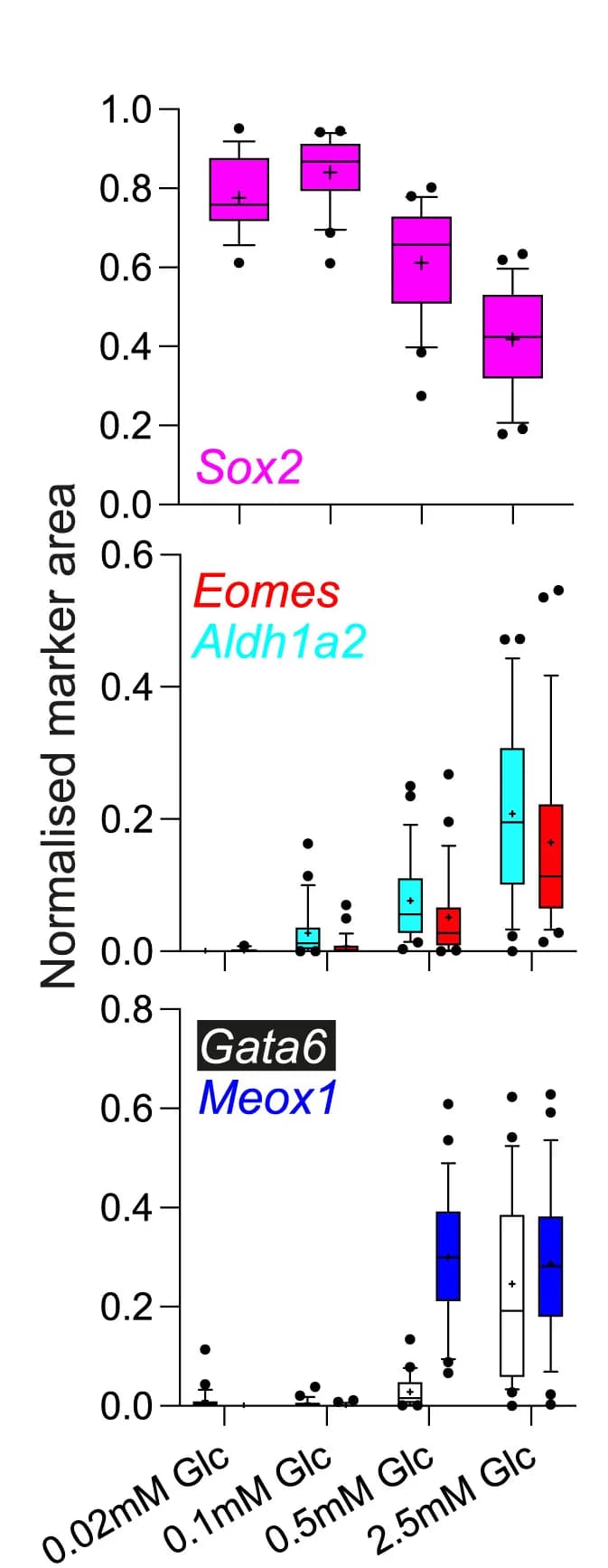 Open access visualization of Box Plot, Scatter Plot, Germ Layer Marker Area, Gastruloid Area, Sox2