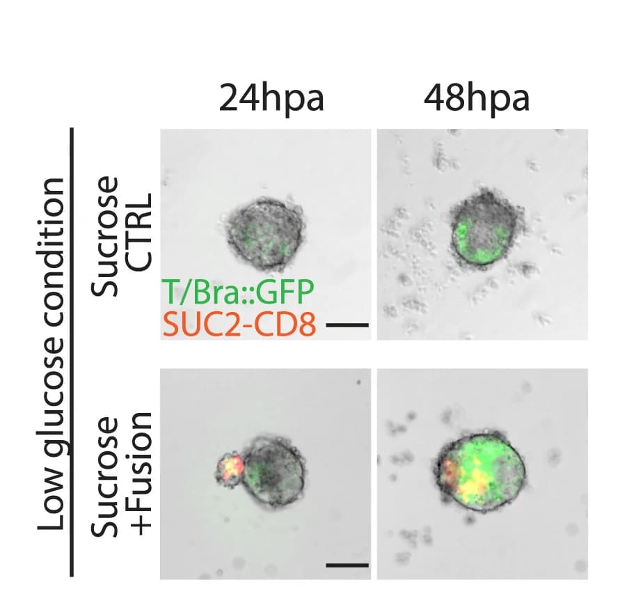 Open access visualization of Microscopy, Sucrose, Gastruloid, T/Bra::GFP, SUC2-CD8