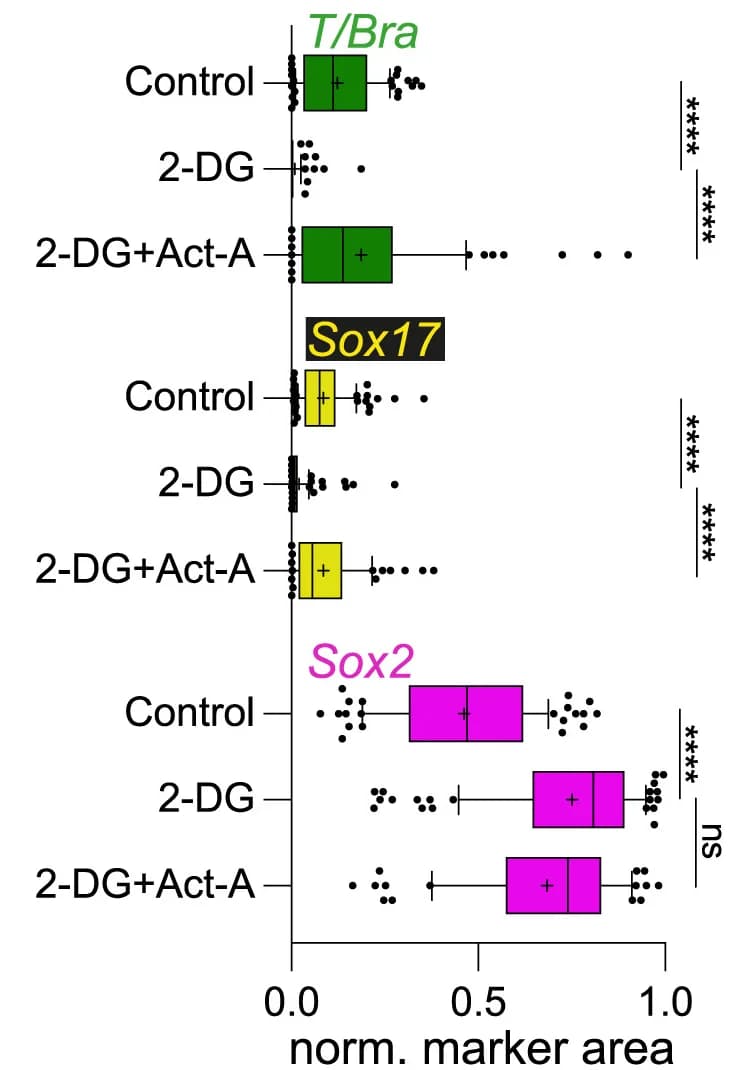 Open access visualization of Box Plot, Scatter Plot, Germ Layer Marker, Gastruloid Area, Boxplot