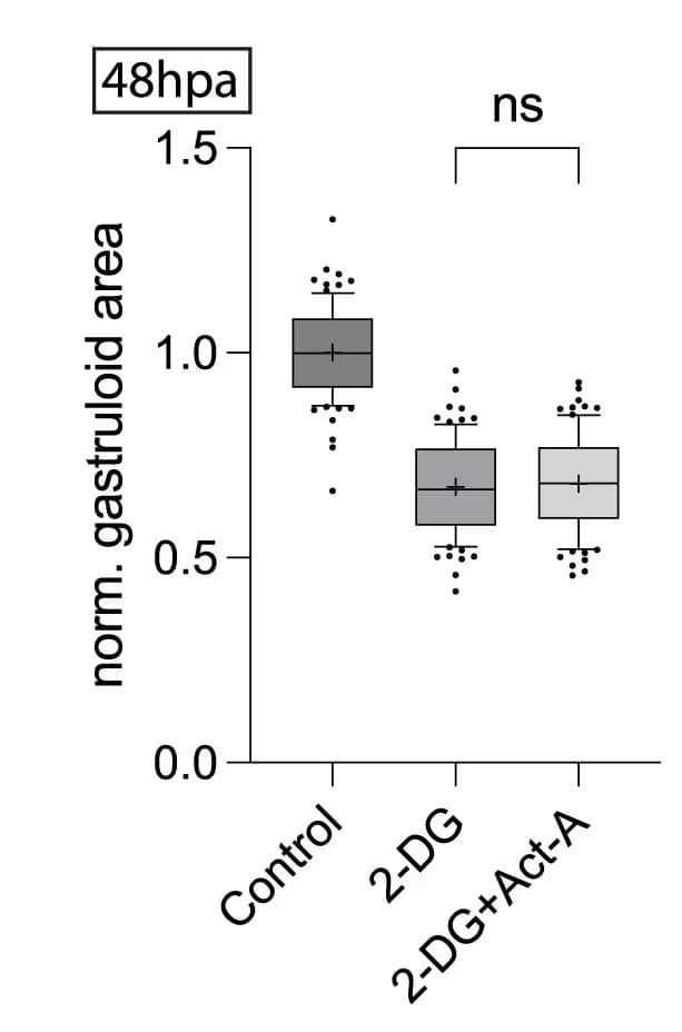 Open access visualization of Box Plot, Scatter Plot, Gastruloid Area, Boxplot, T Test