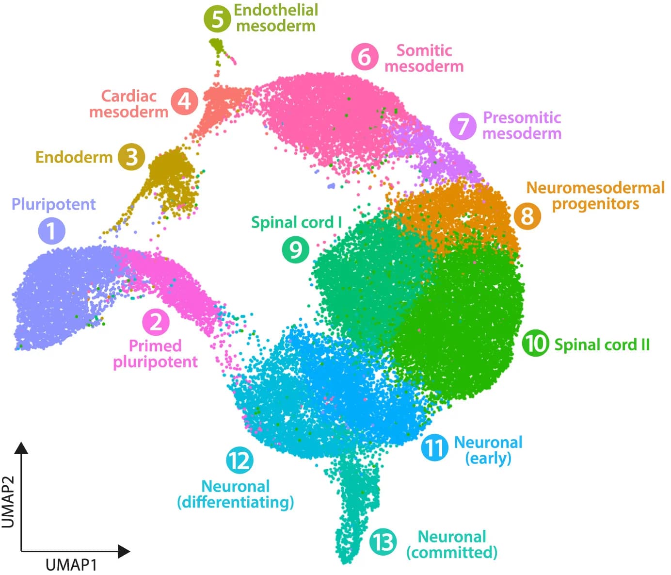 Open access visualization of UMAP, Scatter Plot, UMAP Plot, Cell Populations, Control