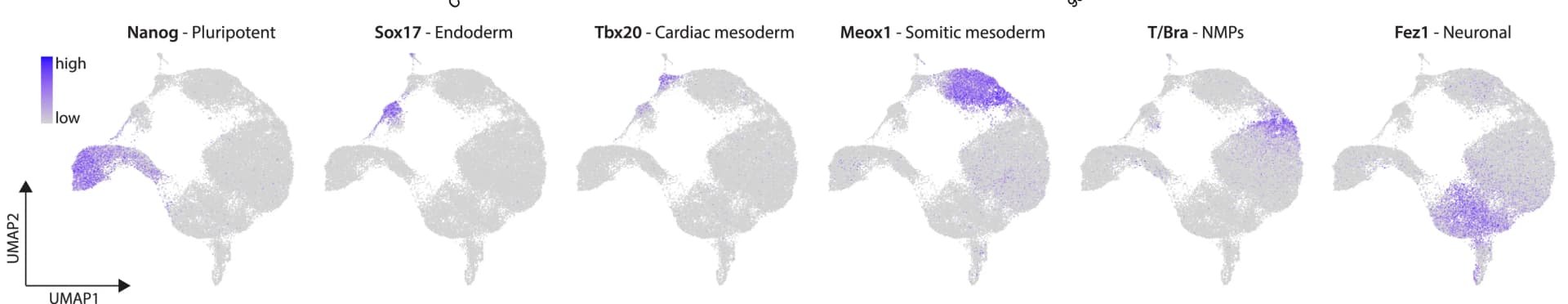 Open access visualization of Scatter Plot, UMAP, Feature Plots, Gene Expression, Marker Genes
