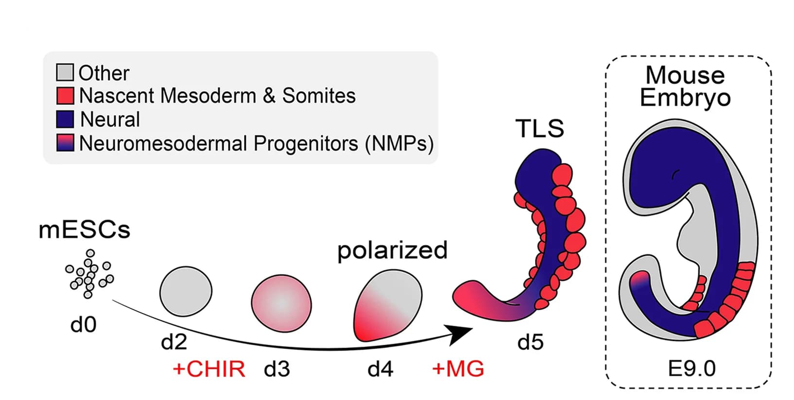 Open access visualization of Workflow, Illustration, Trunk-Like Structure Formation, Embryo, Mouse Embryonic Stem Cells