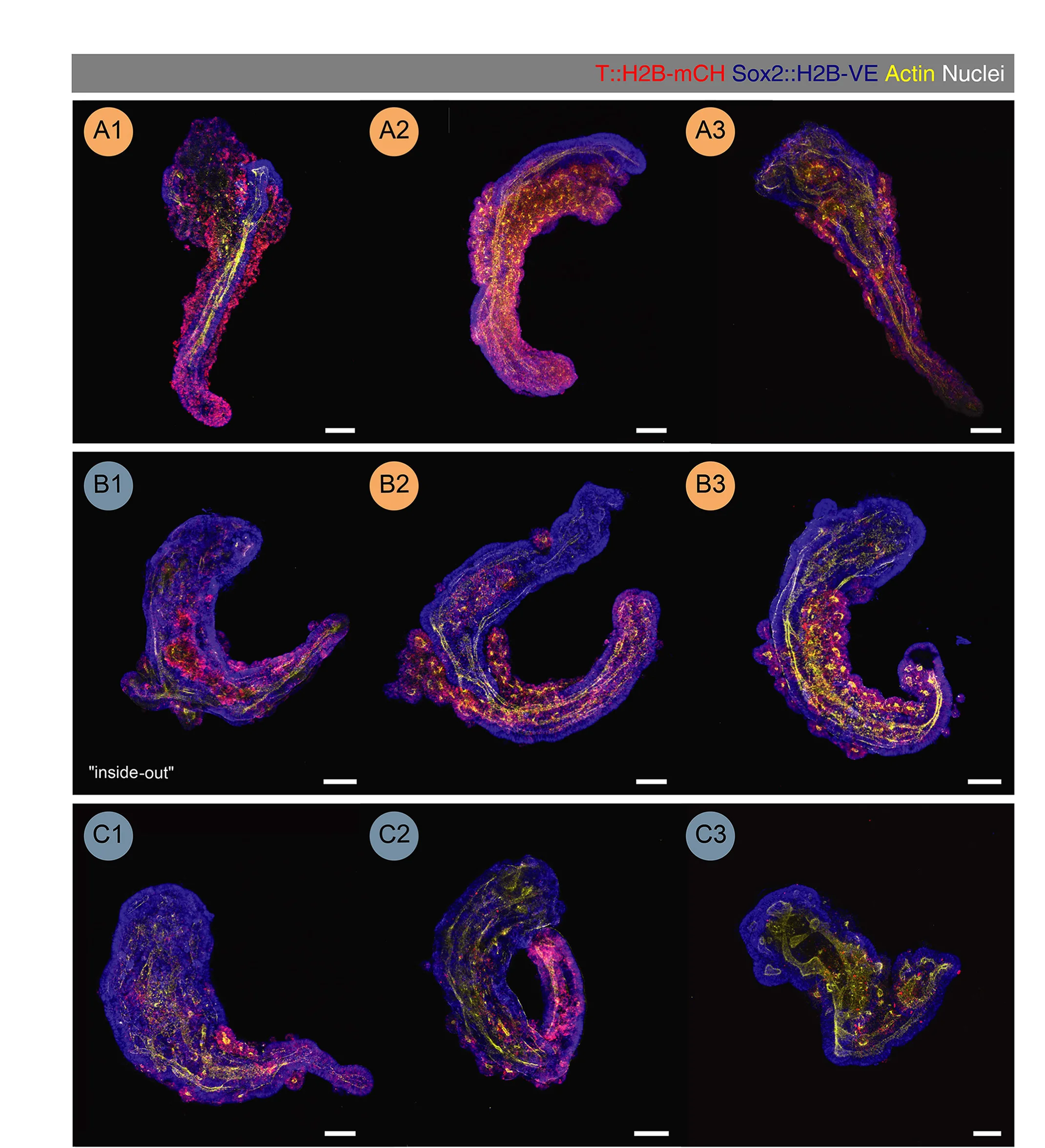 Open access visualization of Microscopy, Single-Plane Images, Single-Axis Trunk-Like Structures, TmCH+Volume Fraction