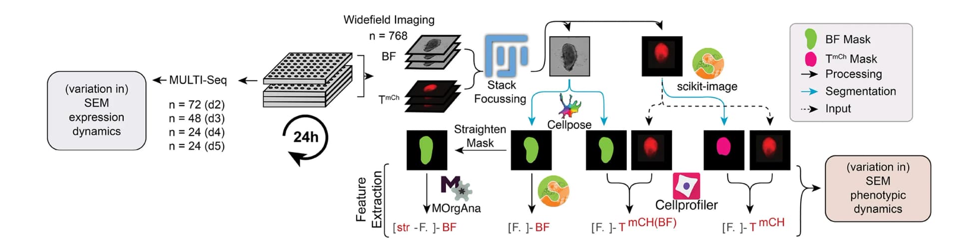 Open access visualization of Workflow, Flowchart, Illustration, Experimental Set-Up, MULTI-seq scRNA-seq