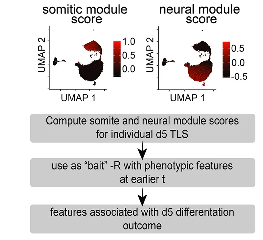 Open access visualization of UMAP, Scatter Plot, Workflow, Computational Strategy, Imaging