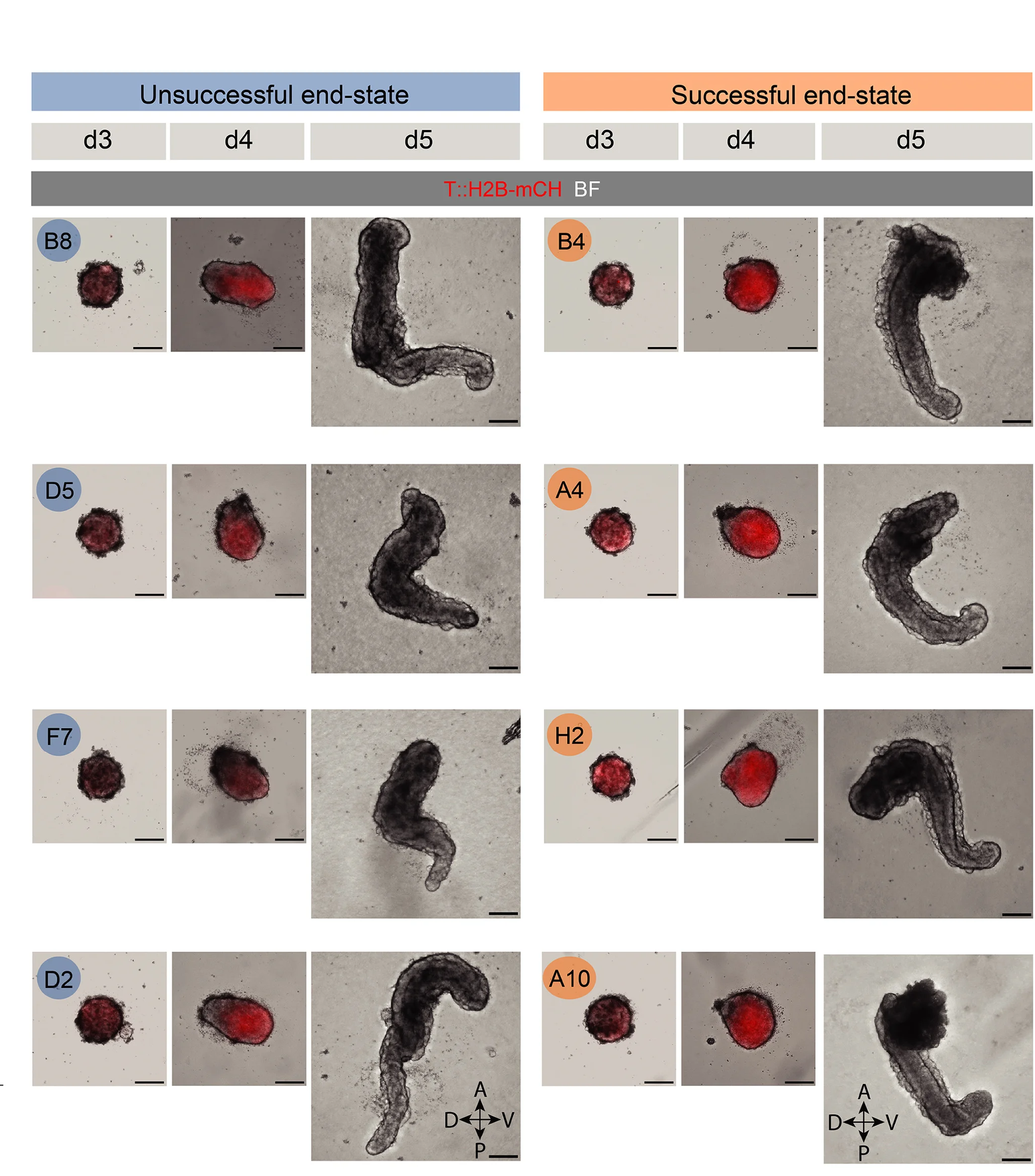 Open access visualization of Microscopy, Structures, Annotated Structures, Single-Axis TLSs, Ground-Truth End State