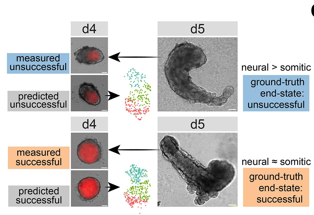 Open access visualization of Microscopy, Scatter Plot, Sequenced Structures, Phenotypically Similar Structures, Ground-Truth End State