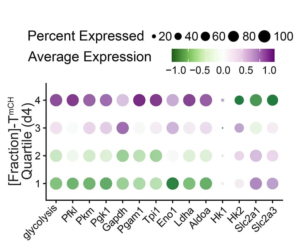 Open access visualization of Bubble Plot, Glycolytic Pathway, Gene Expression, TmCH Quartile