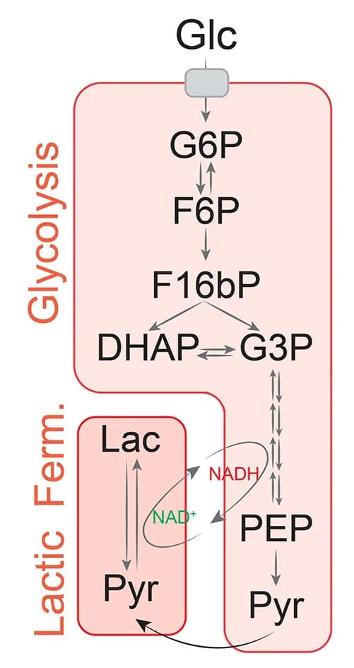 Open access visualization of Workflow, Flowchart, Glycolysis Pathway, Glycolytic Intermediates