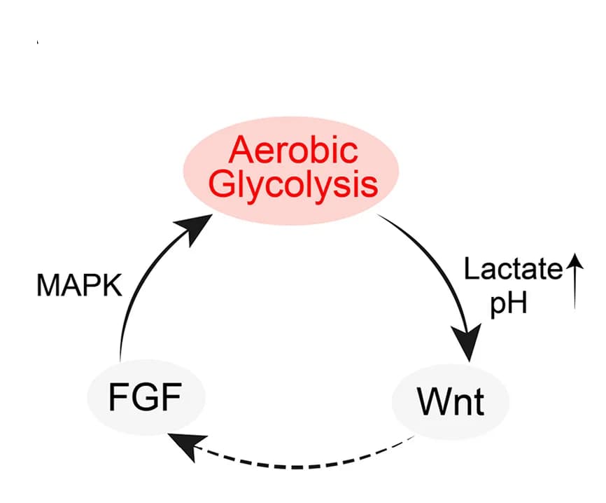 Open access visualization of Workflow, Flowchart, FGF, Glycolysis, Wnt Loop