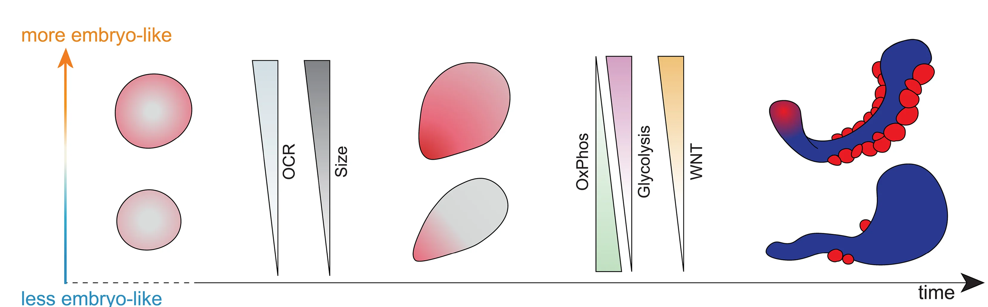 Open access visualization of Workflow, Illustration, Metabolic States, Phenotypic Variation