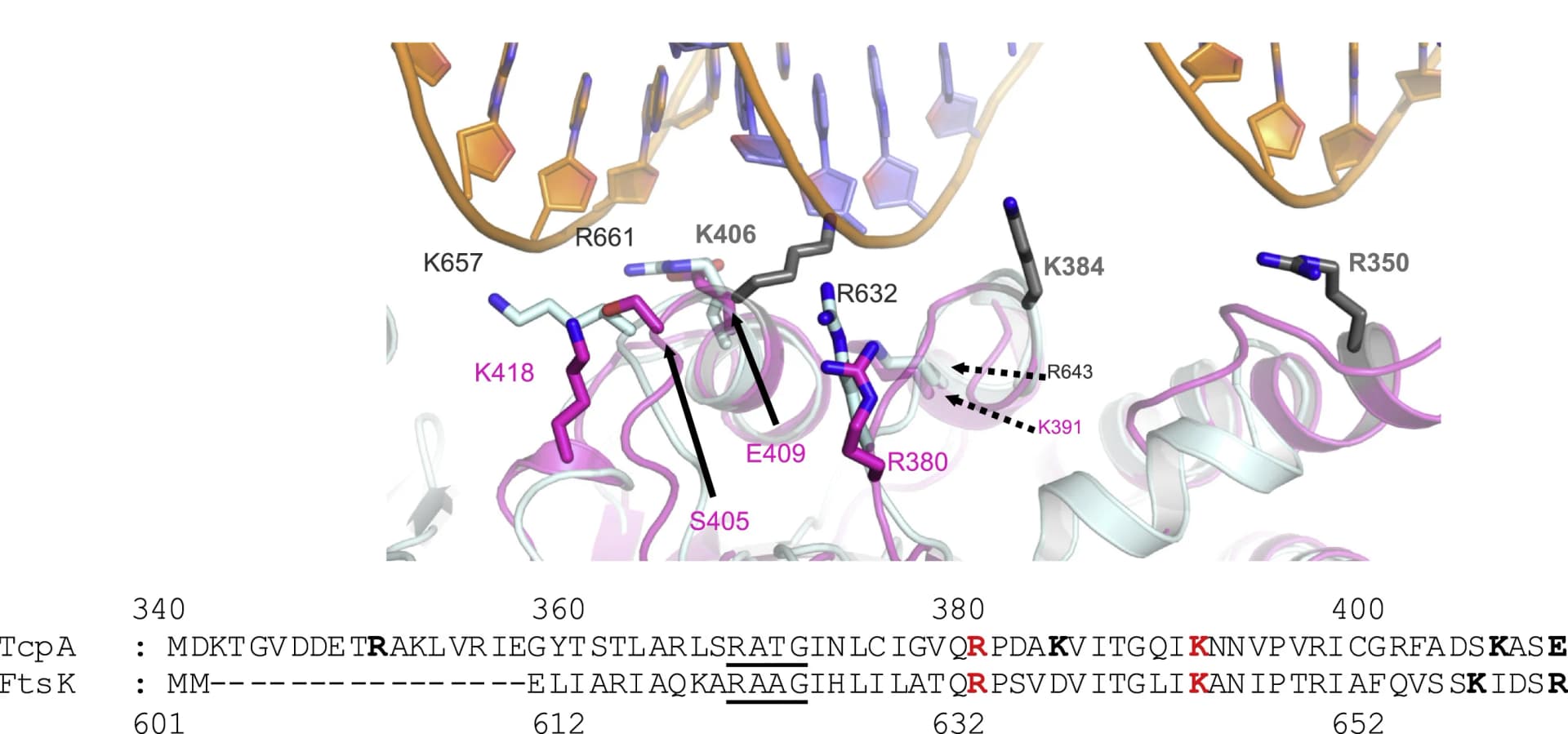 Open access visualization of Protein Structure, TcpA, FtsK, DNA-binding residues, Superposition