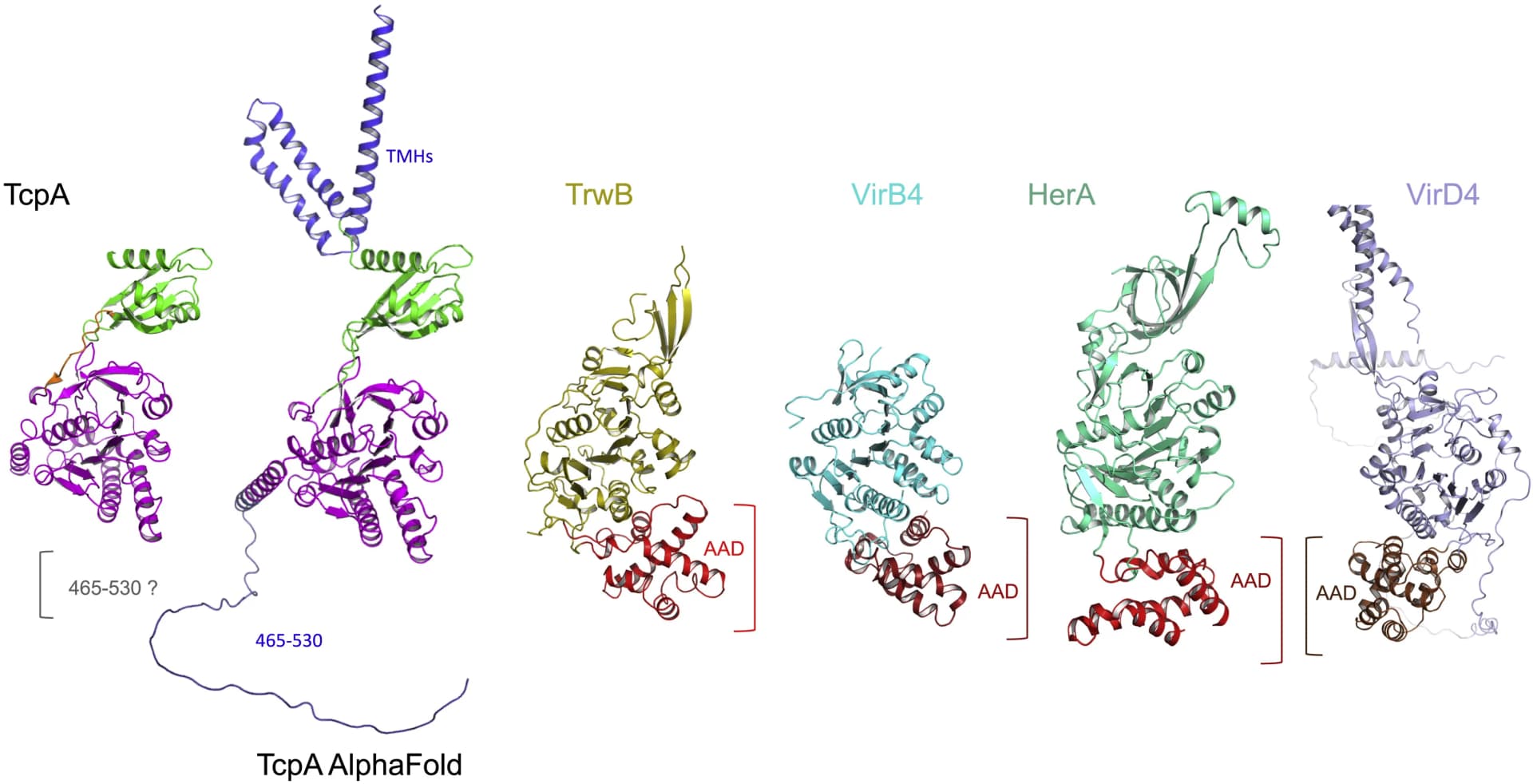 Open access visualization of Protein Structure, TcpA, TrwB, VirB4, HerA
