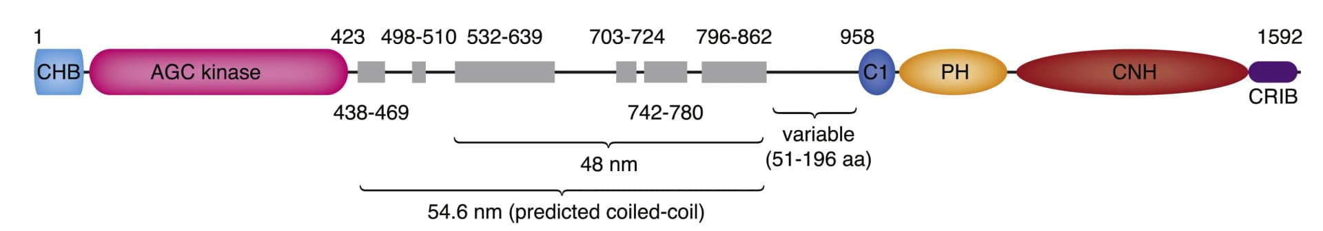Open access visualization of Illustration, Domain Architecture, C. Elegans, MRCK1, CHB Domain
