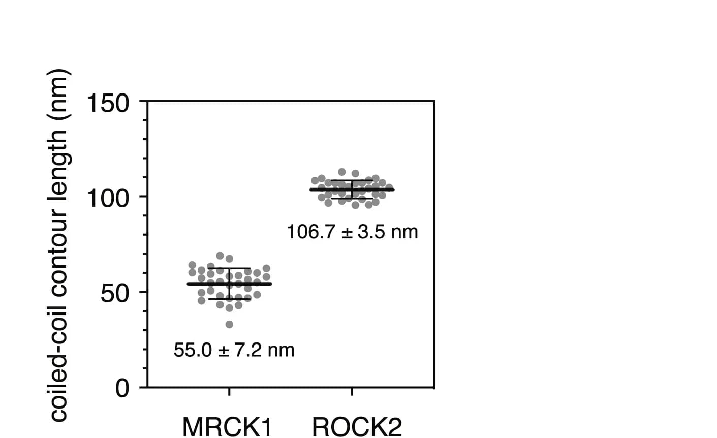 Open access visualization of Scatter Plot, Error Bars, Contour Length Distribution, Coiled-Coil Domain, MRCK1