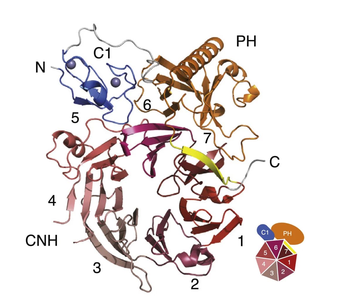 Open access visualization of Protein Structure, Illustration, CNH Domain, Beta Propeller, PH Domain