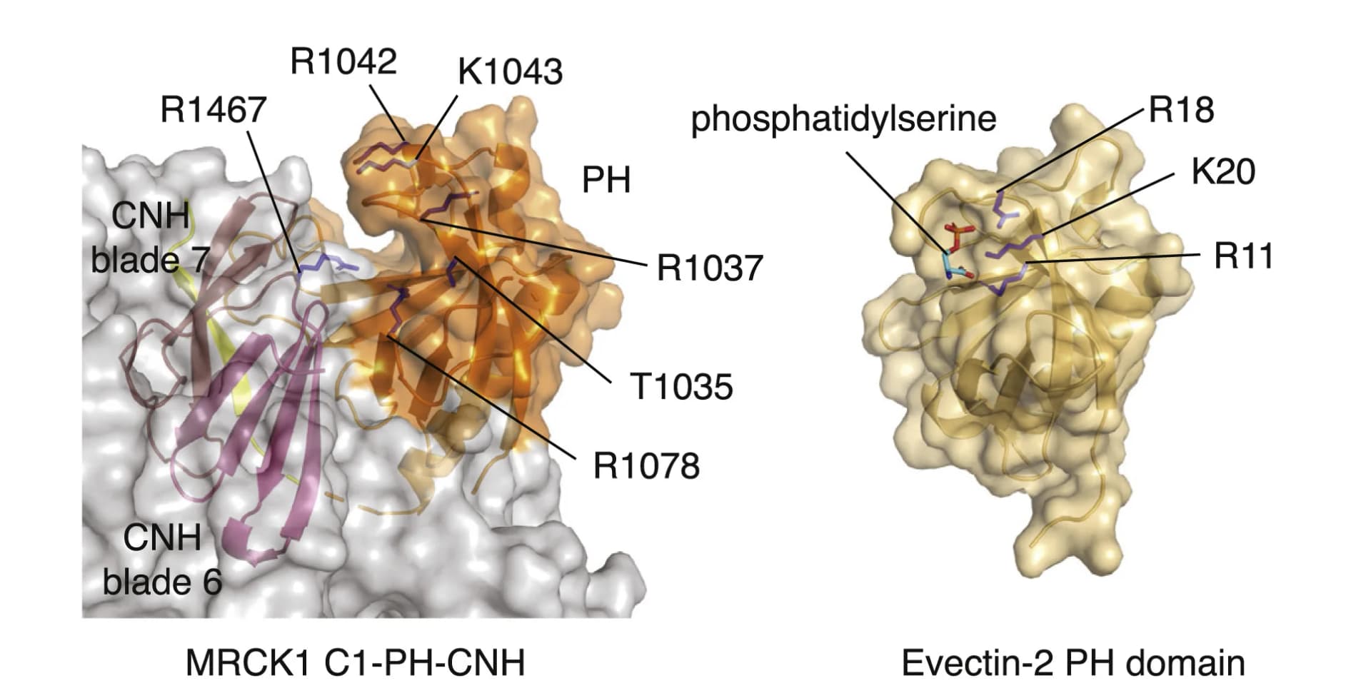 Open access visualization of Protein Structure, PH Domain, Evectin-2, Phosphatidylserine, C1-PH-CNH Domains