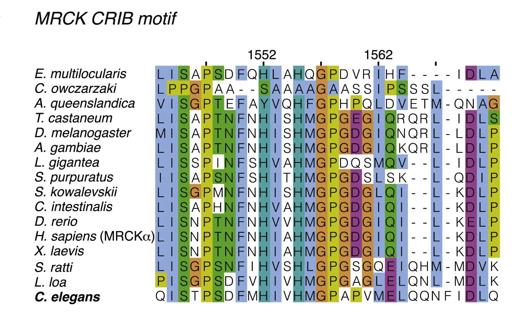 Open access visualization of Table Image, Sequence Alignment, CRIB Domain, MRCK Orthologs, C. Elegans