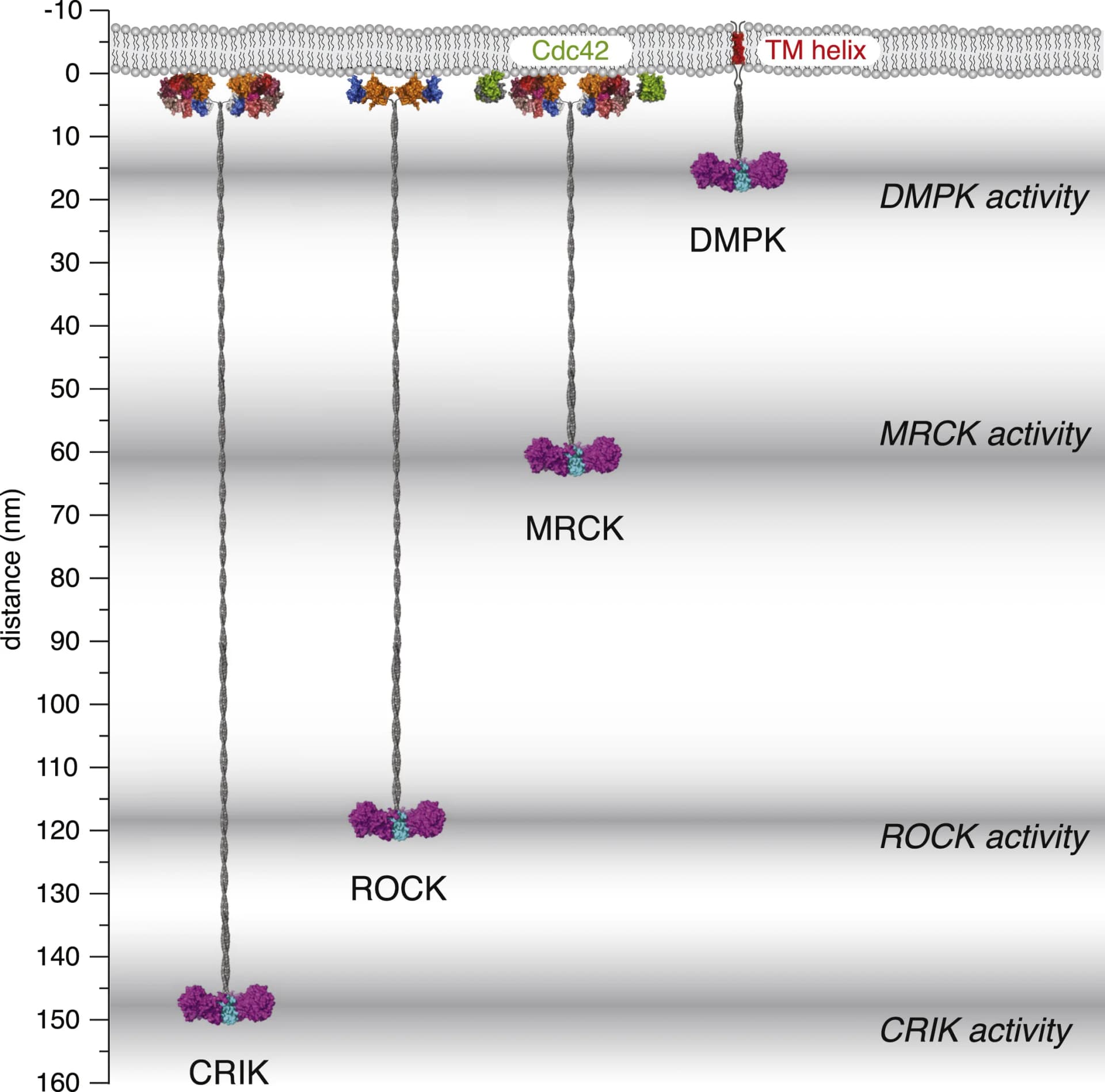 Open access visualization of Illustration, DMPK, CRIK, MRCK, ROCK