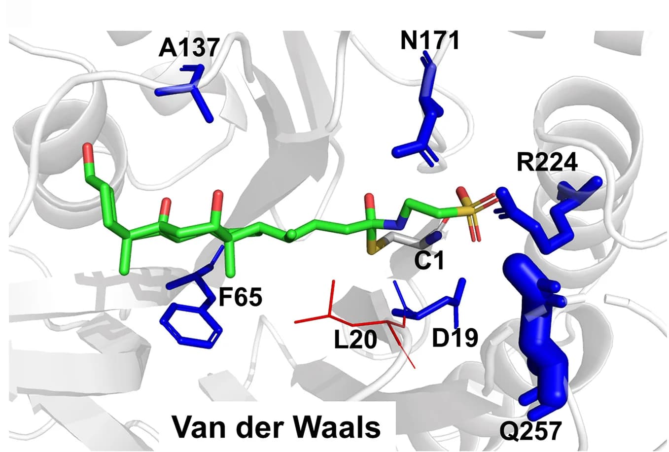 Open access visualization of Protein Structure, Chemical Structure, Regression Model, Van der Waals Contributions, Residues
