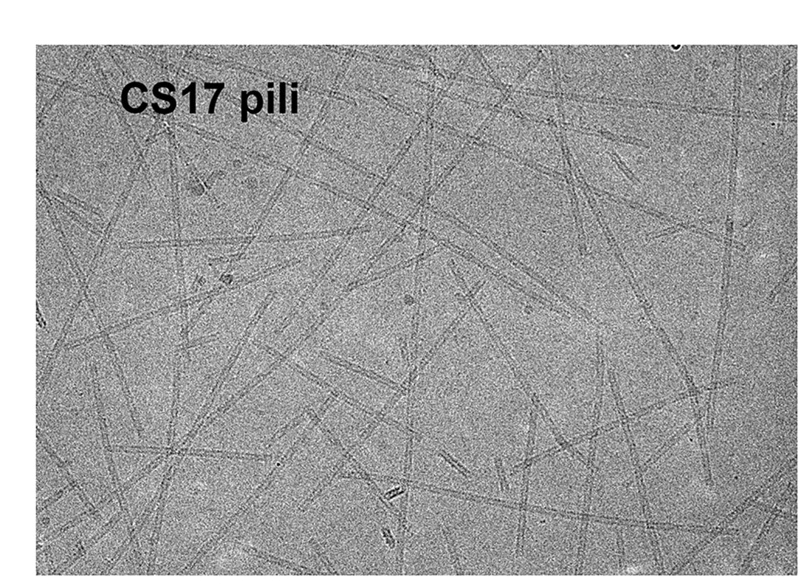 Open access visualization of Microscopy, ETEC Adhesion Pili, Helical Filaments, Cryo-EM Images, CFA/I Pili