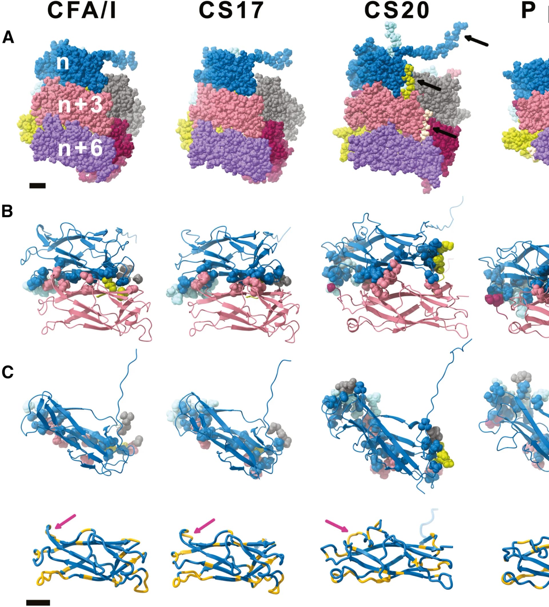 Open access visualization of Protein Structure, Contact Regions, Loops, Subunit, CFA/I