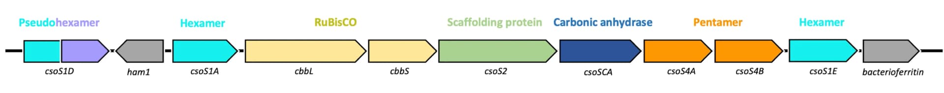 Open access visualization of Workflow, Illustration, Alpha-Carboxysome, Gene Organization, Shell Hexamers